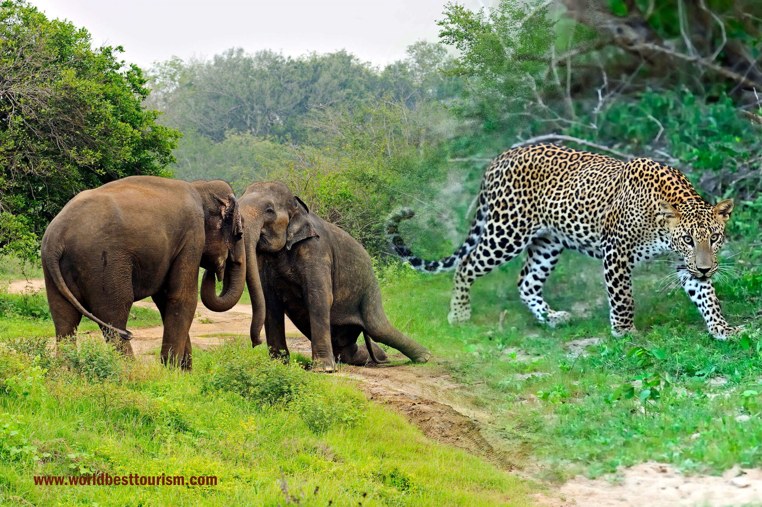 Read more about the article Yala safari in Sri Lanka